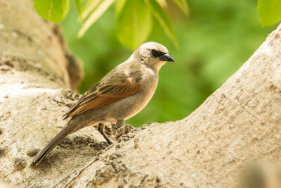 cowbirds