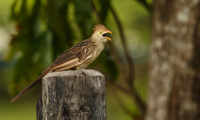 Guira Cuckoo, Guirakoekoek