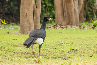 Black Curassow, Zwarte hokko