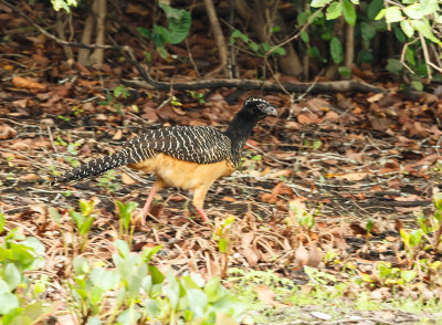 Bare-Faced Curassow, Maskerhokko