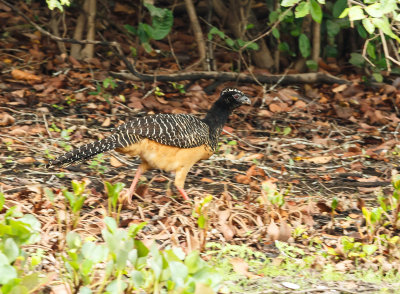 curassows