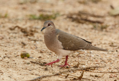 Verreaux Duif, White-Tipped Dove