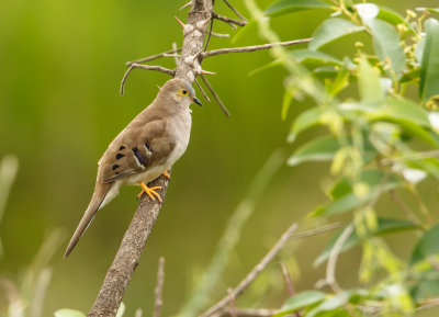 Campos Duif, Long-Tailed Ground-Dove
