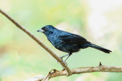 Kroontangare, Ruby-crowned Tanager