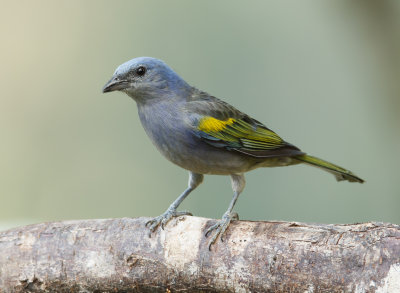 Golden-Chervroned Tanager, Goudschub Tangare