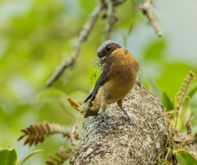 Fawn-breasted Tanager, Zwartborsttangare