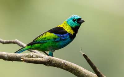 Green-headed Tanager