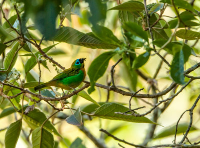 Brassy-Breasted Tanager, Oranjeborst Tangare
