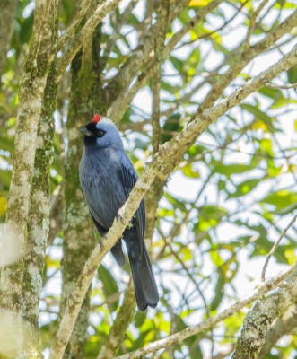 Diadeem Tangare, Diademed Tanager