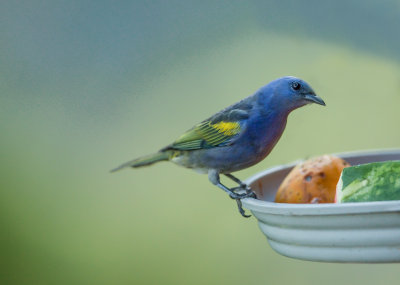 Golden-Chervroned Tanager, Goudschub Tangare