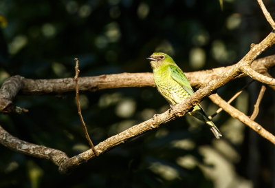 Swallow Tanager vrouwtje, Zwaluwtangare
