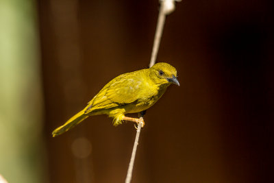 Olijf tangare, Olive-Green Tanager
