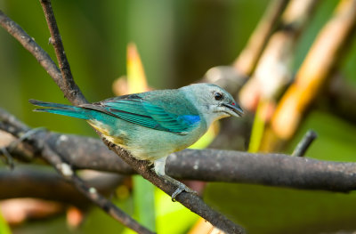 Azure-Shouldered Tanager, Azuurschoudertangare