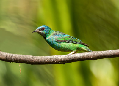 Green-headed Tanager Juv., Pracht Tangare