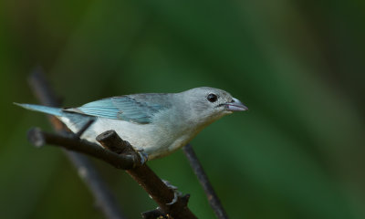 Sayaca Tanager, Sayacatangare