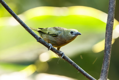 Palm tanager, Palm tangare