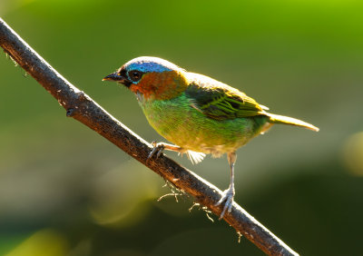 Red-necked Tanager vrouwtje, Roodnektangare