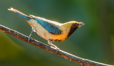 Burnished-Buff Tanager, Sabel tangare