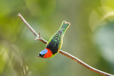 Red-necked Tanager, Roodnektangare