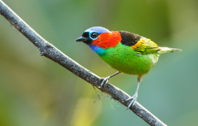 Red-necked Tanager, Roodnektangare