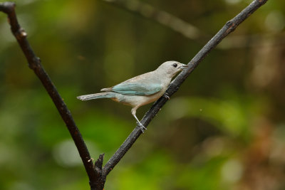 Burnished-buff Tanager (Fem)