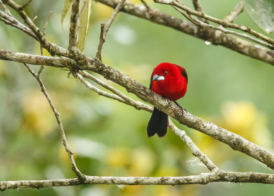 Brazilian Tanager, Rode tangare