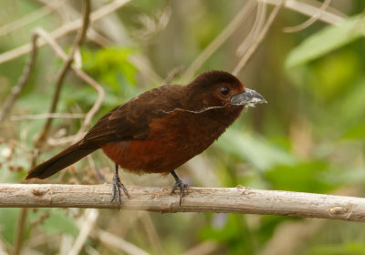 Brazilian Tanager Female, Rode tangare
