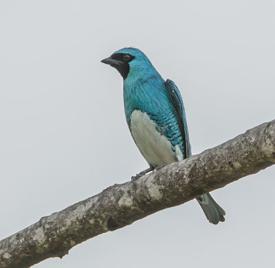 Swallow Tanager, Zwaluwtangare