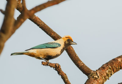 Burnished-Buff Tanager, Sabeltagare