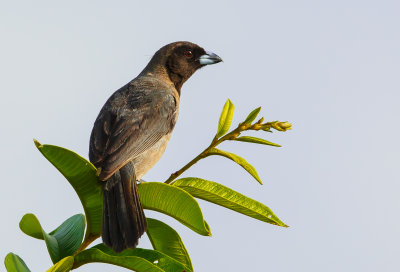Black-Faced Tanager, Sluiertangare