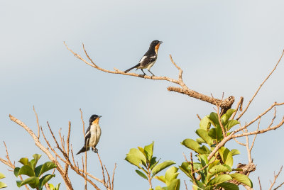 White-Rumped Tanager, Witstuittangare