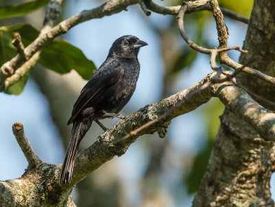 Kroontangare, Ruby-crowned Tanager