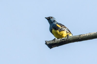 Turkooistangare, Turquoise Tanager