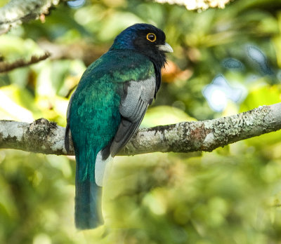 trogons