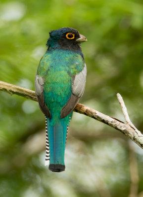 20121103-20121103Brazilie-35.jpg