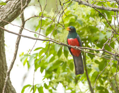 20121107-20121107Brazilie-6.jpg