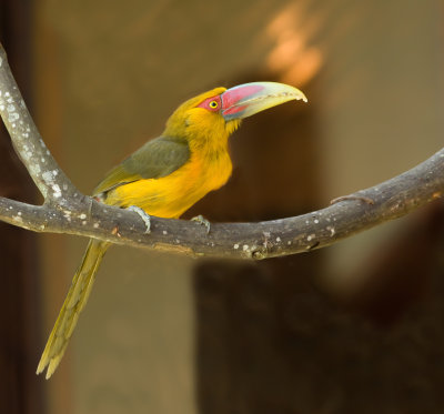 Goudtoekan, Saffron Toucanet