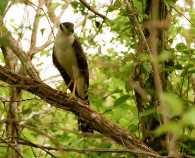 Collared-Forest Falcon, Grote Bosvalk
