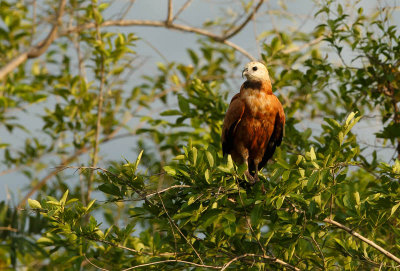 Black-Collered Hawk, Moeras Buizerd