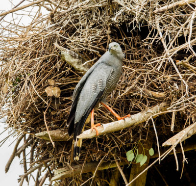 Crane Hawk, Langpootkiekendief