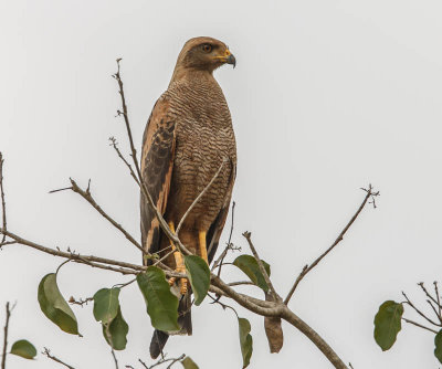 Savanna Hawk, Savannabuizerd