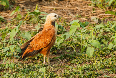 Black-Collered Hawk, Moeras Buizerd