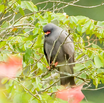 Slakken Wouw, Snail kite