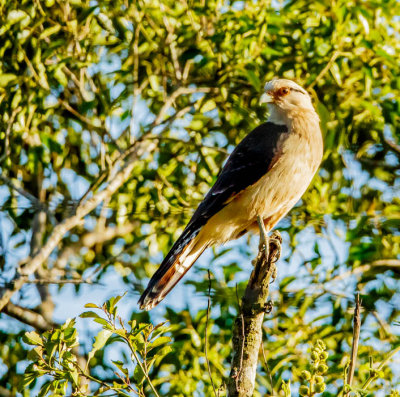 Geelkopcaracara, Yellow-headed Caracare