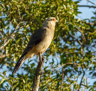 Geelkopcaracara, Yellow-headed Caracare