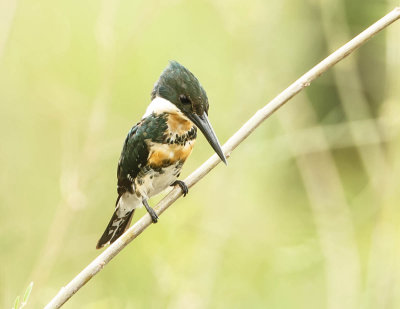 Green Kingfisher, Groene IJsvogel