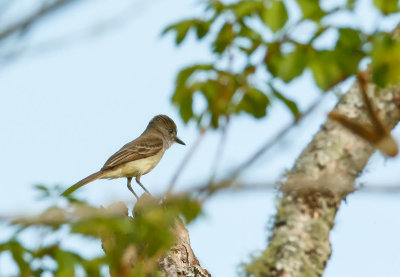 Donkerkaptiran, Dusky-capped Flycatcher