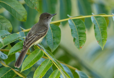 Kortkuiftiran, Short-crested Flycatcher