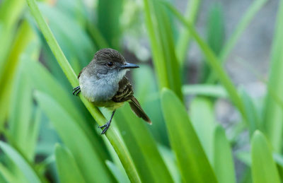 Kortkuiftiran, Short-crested Flycatcher
