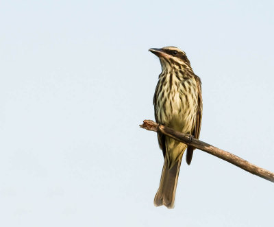 Gestreepte Tyran, Streaked Flycatcher